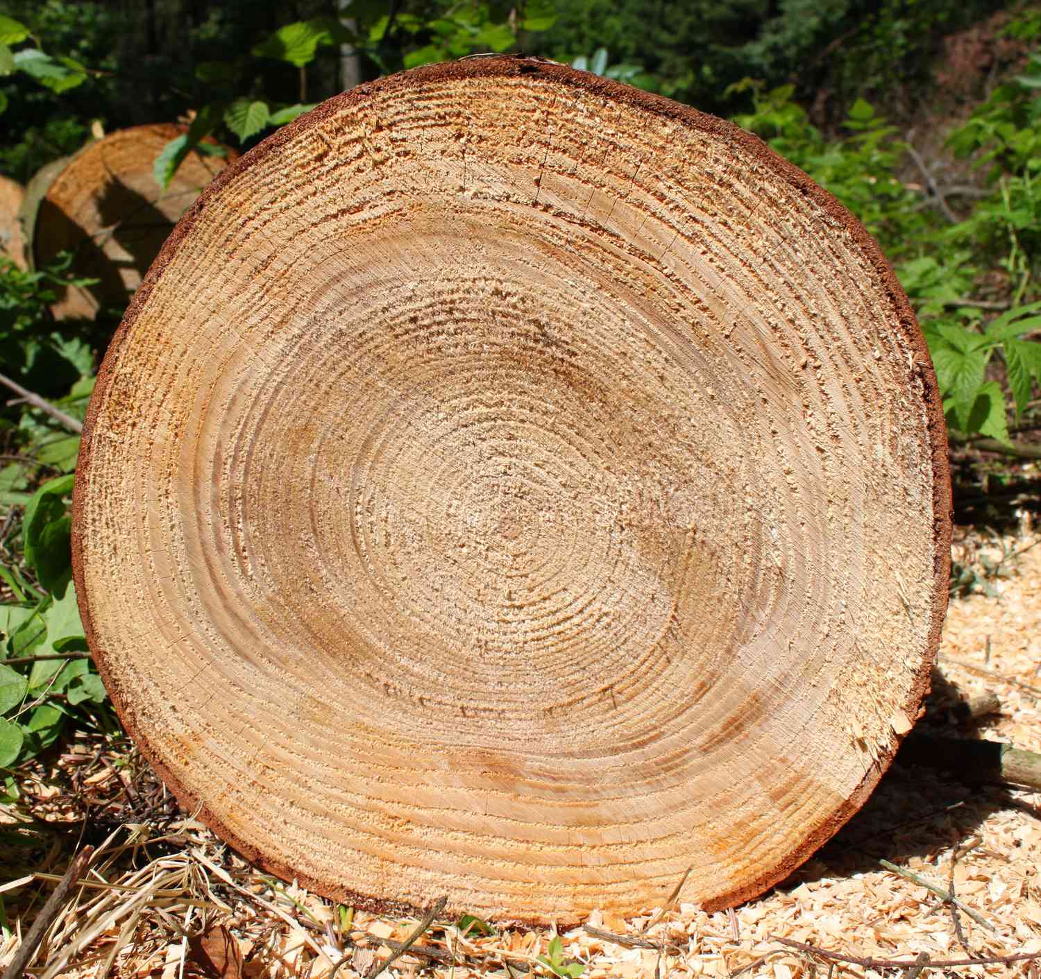 Tree Ring Cross-Section