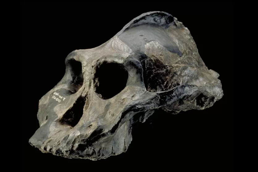 Paranthropus aethiopicus representation