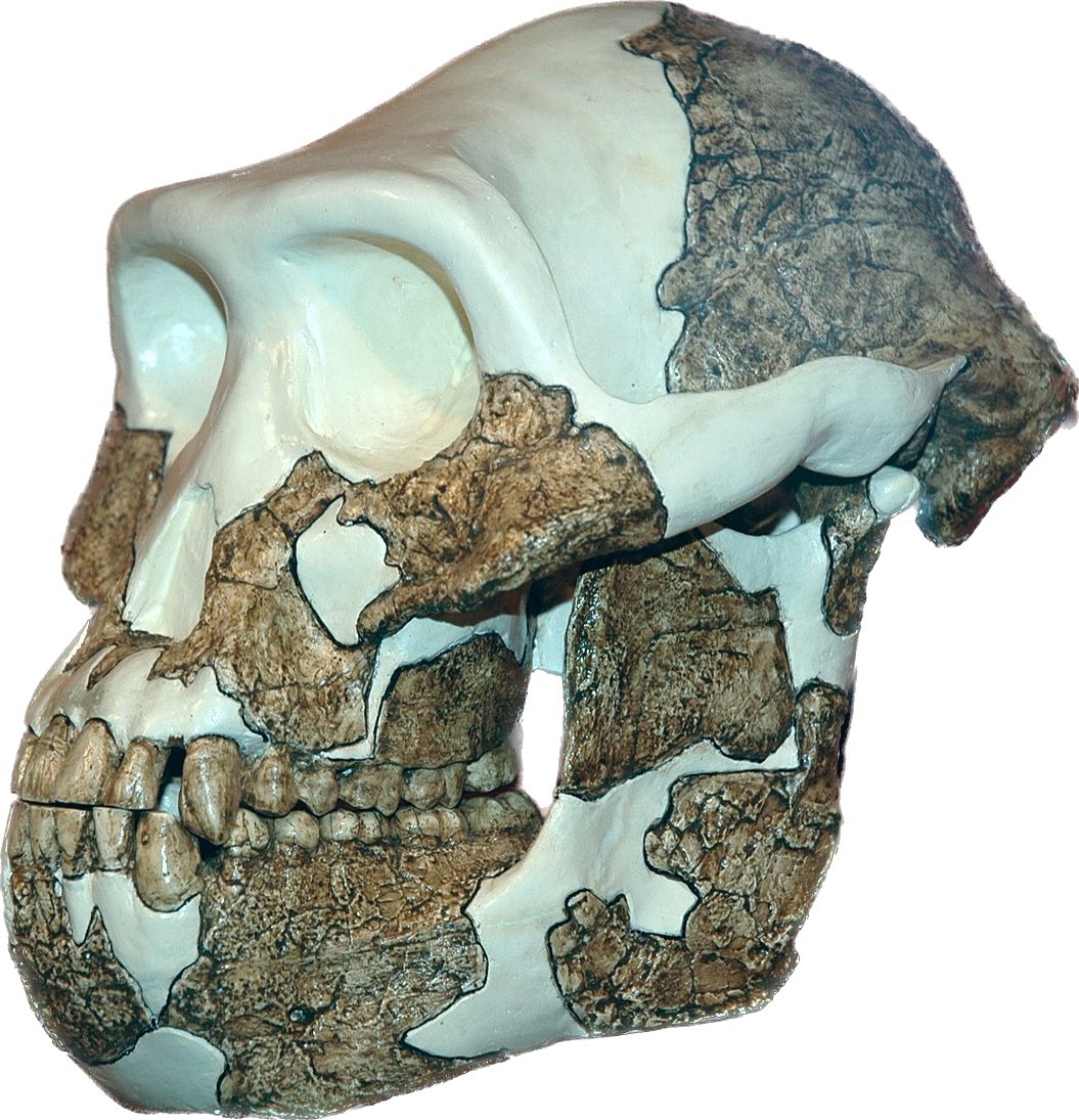Australopithecus anamensis representation