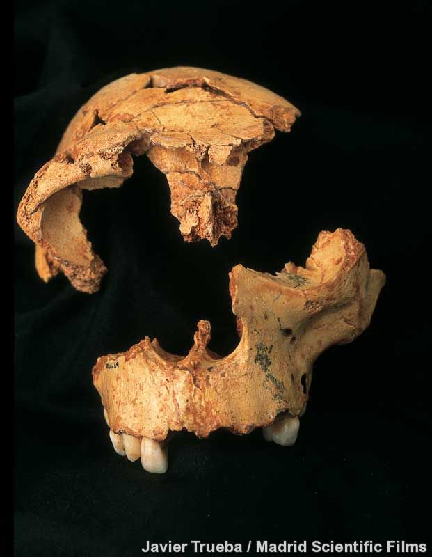 Homo antecessor representation
