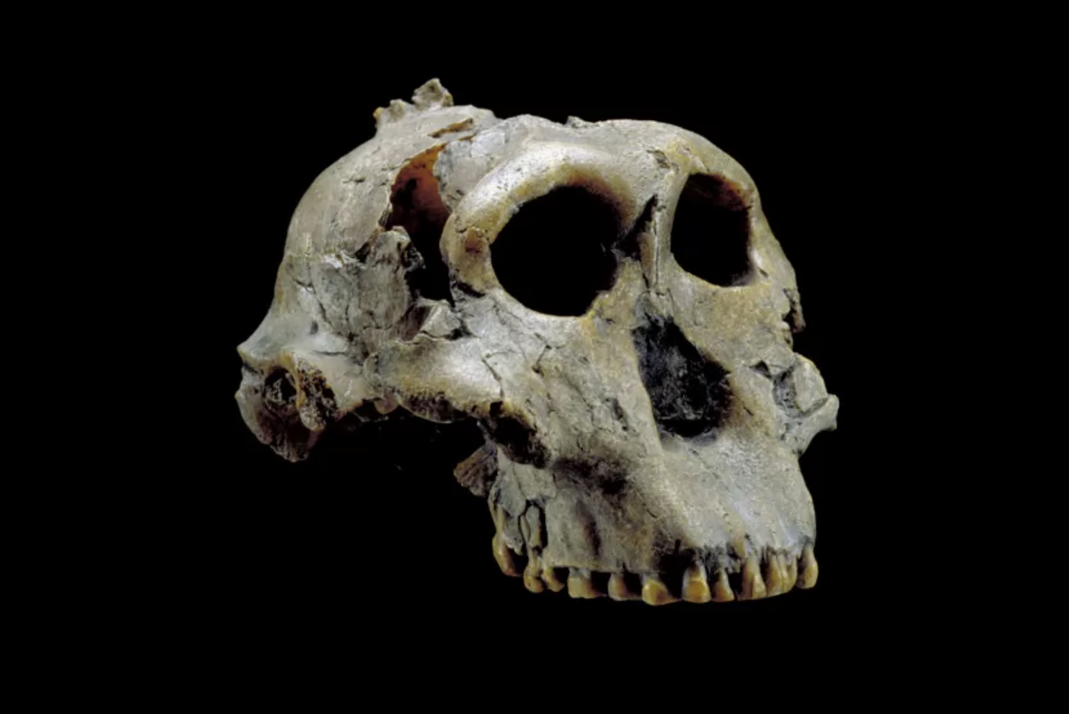 Paranthropus boisei representation