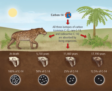 Radiocarbon Dating Principle