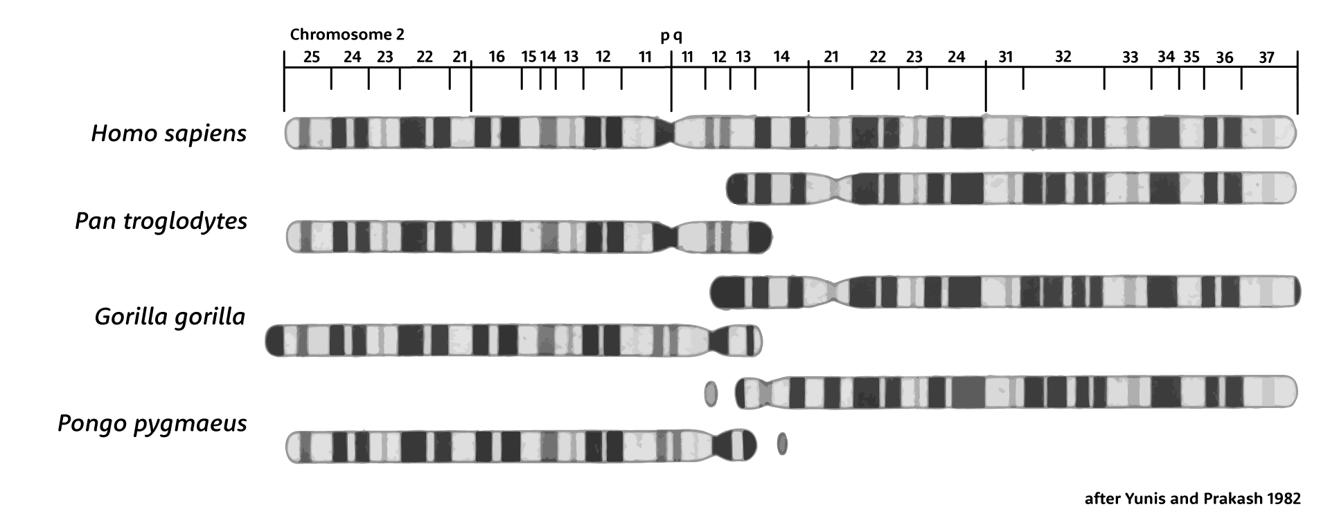 Diagram showing human chromosome 2 fusion evidence