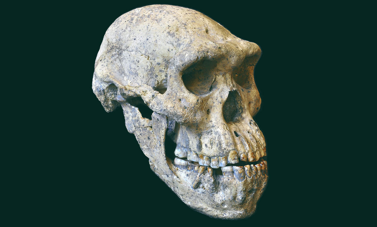 Dmanisi skulls