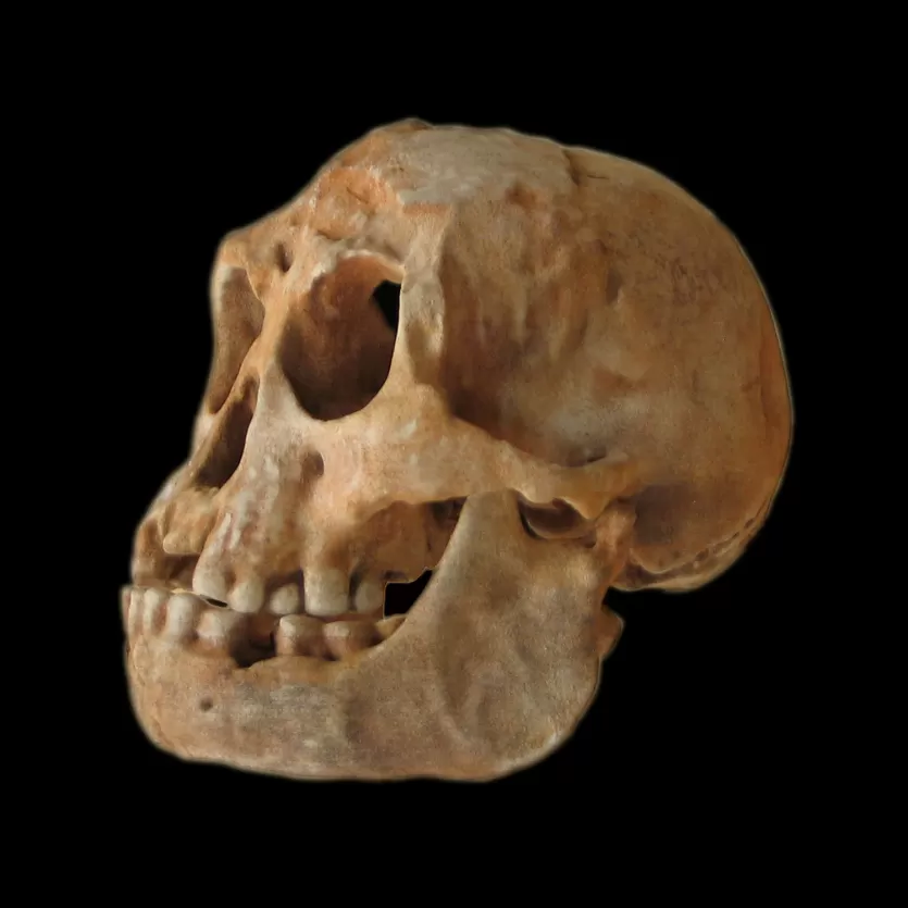 Homo floresiensis skull