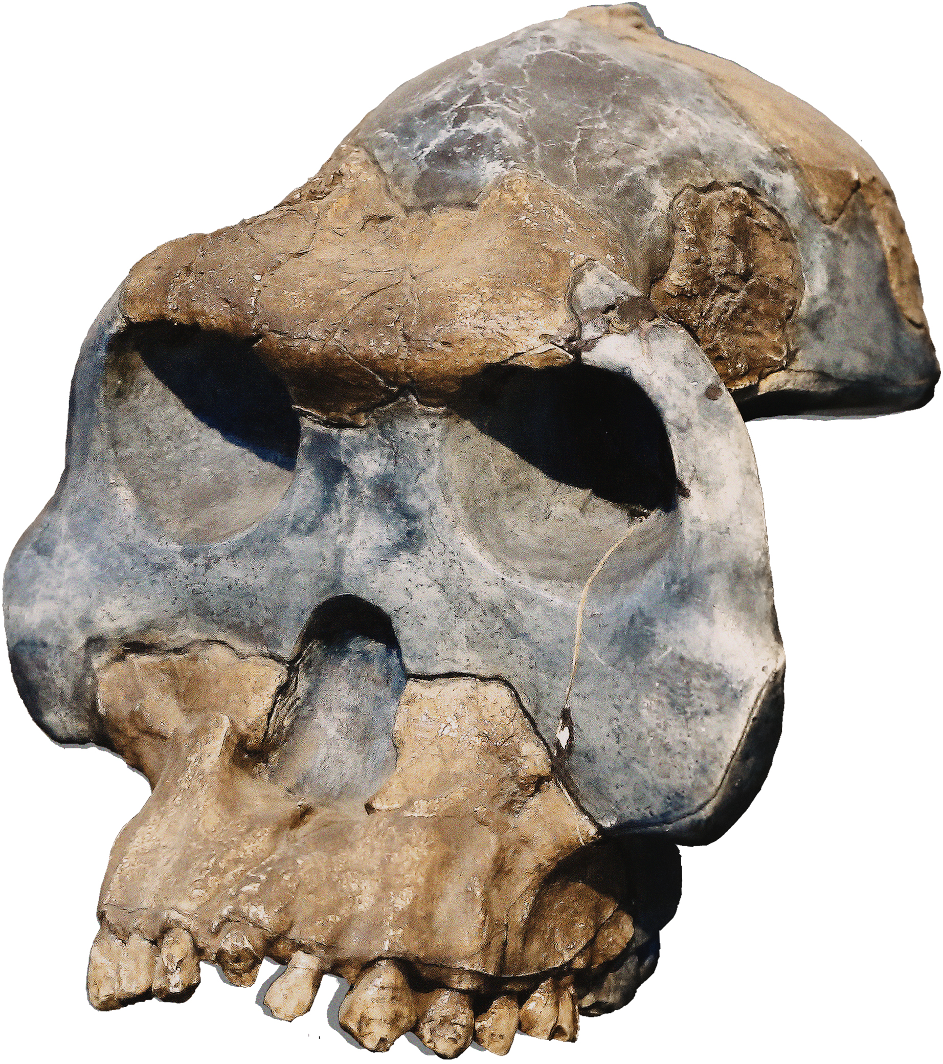 Australopithecus garhi representation