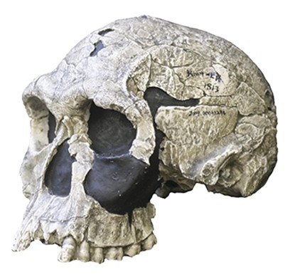 Homo habilis representation