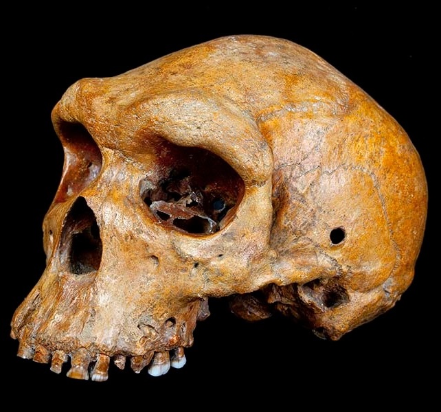 Homo heidelbergensis representation