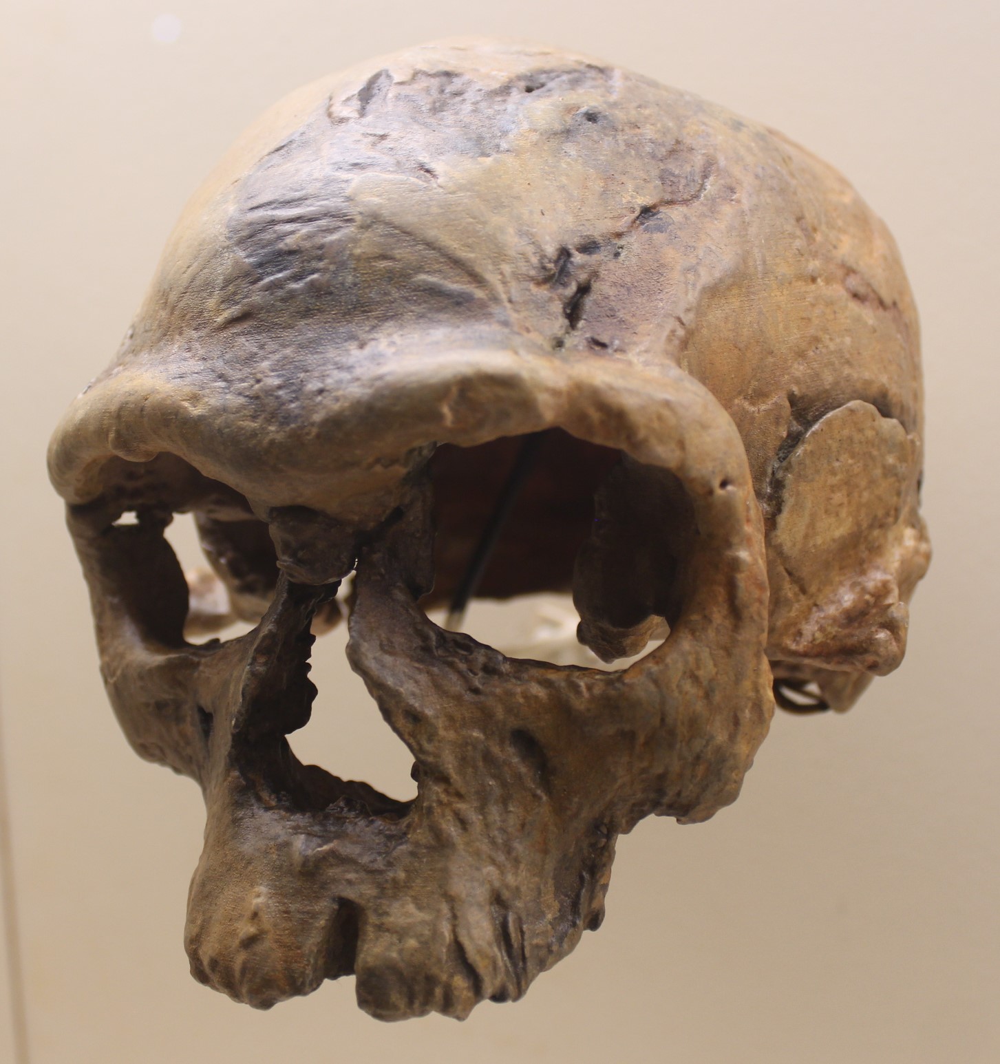 Jebel Irhoud skull