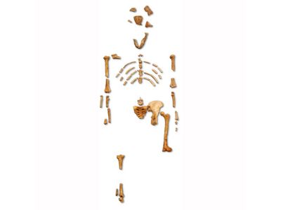 Lucy fossil skeleton