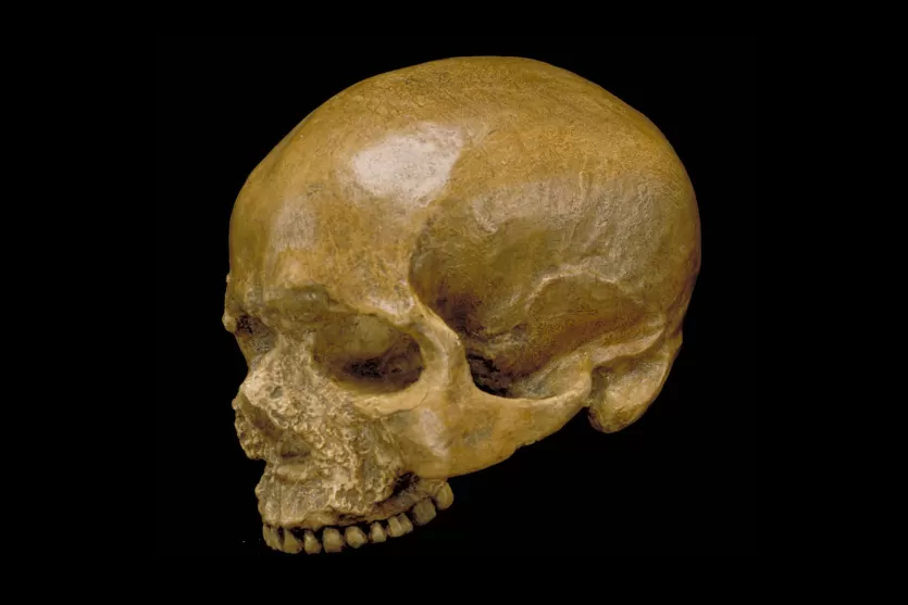 Cro-Magnon skull