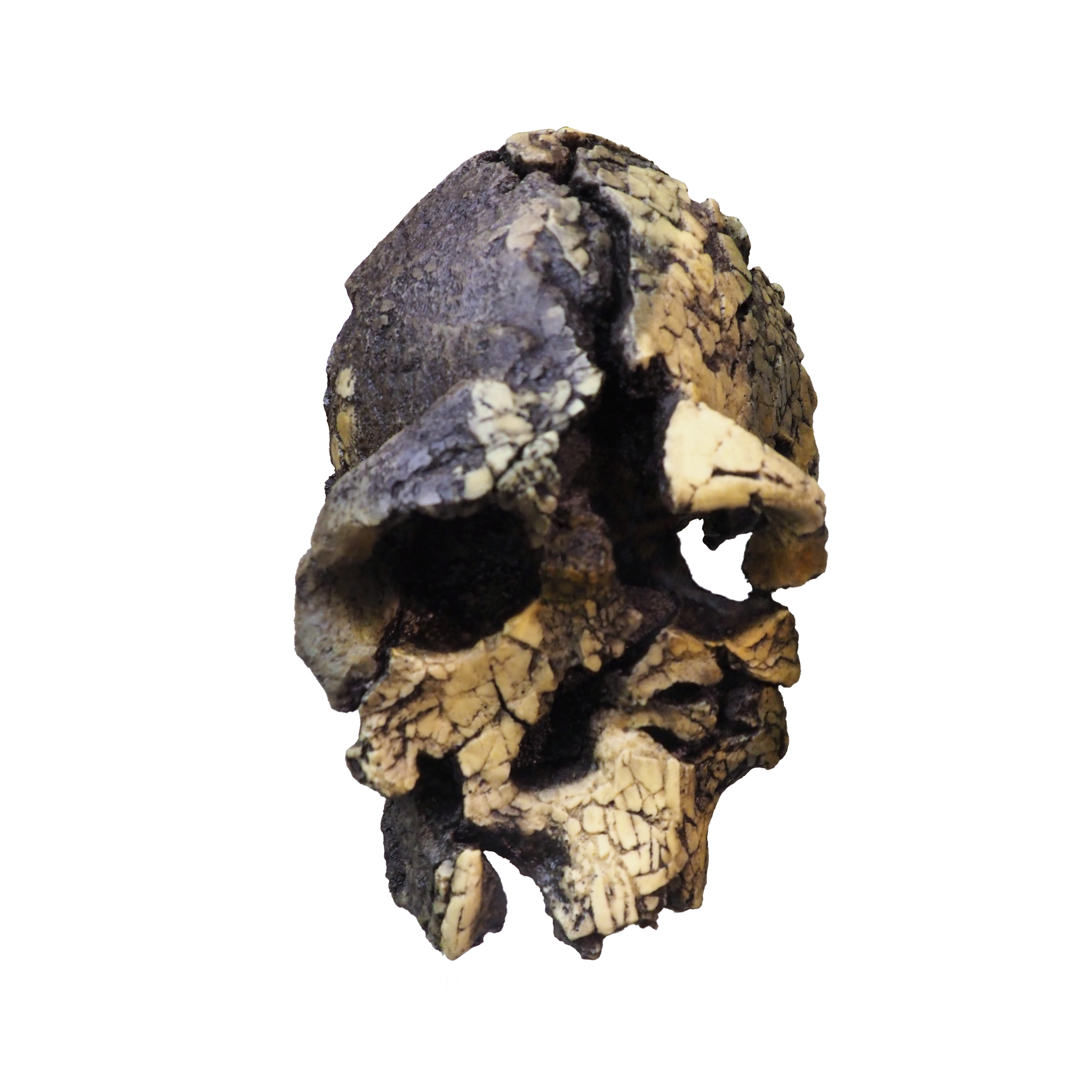 Kenyanthropus platyops representation