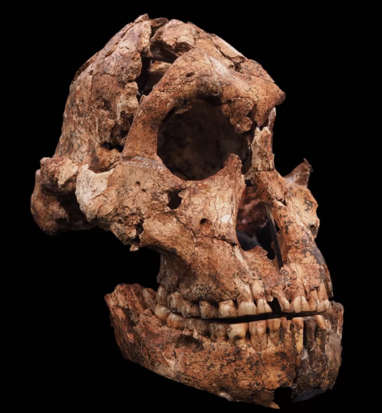 Paranthropus robustus representation