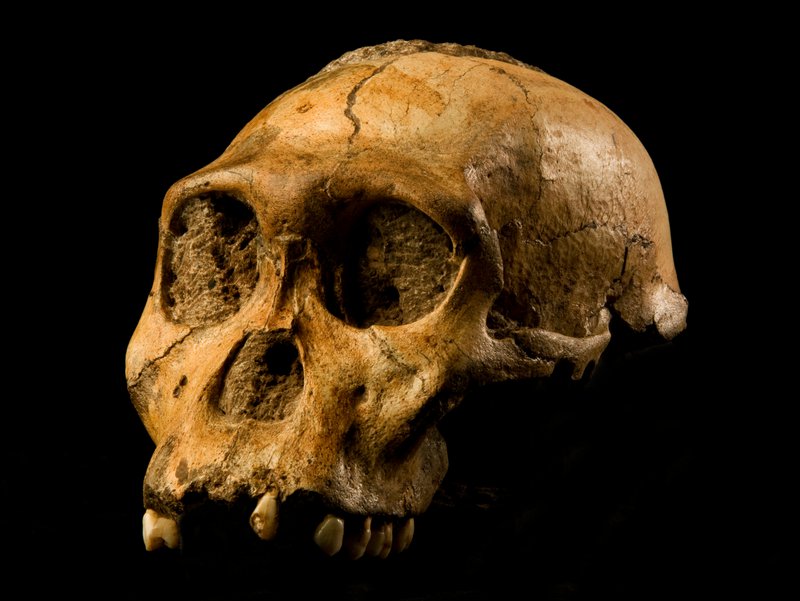Australopithecus sediba representation