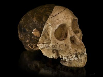 Taung Child skull