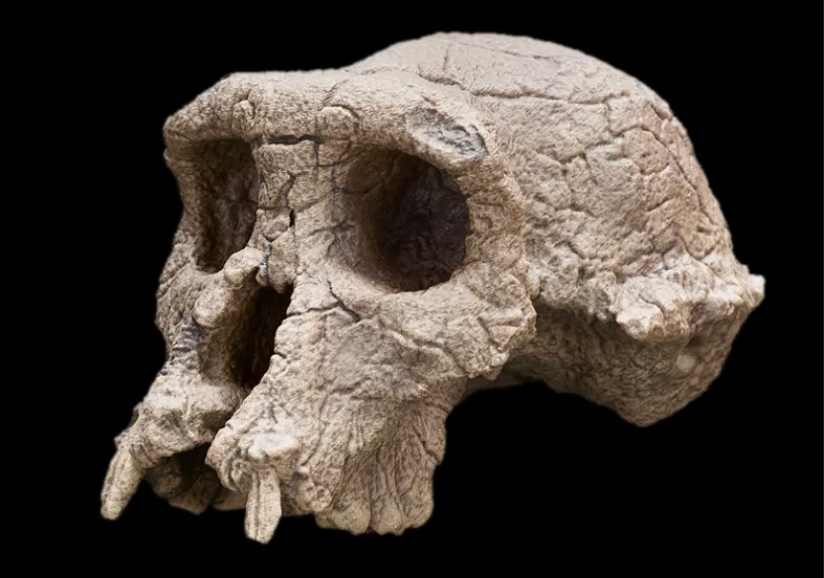 Toumaï skull