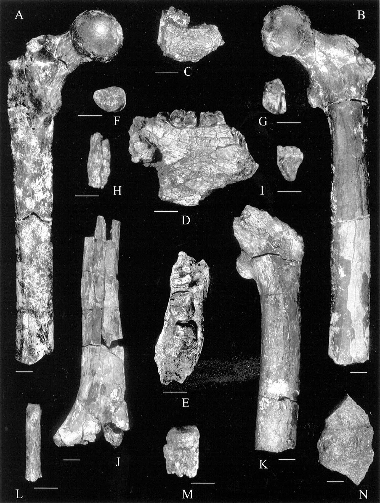 Orrorin tugenensis representation